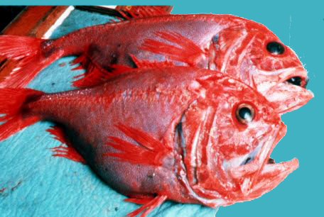 Hoplostethus atlanticus_04.jpg